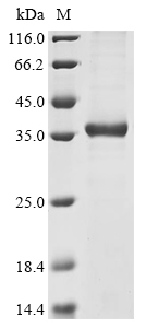CSB-EP890770HU1