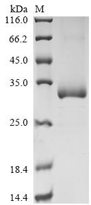 CSB-MP002485HU