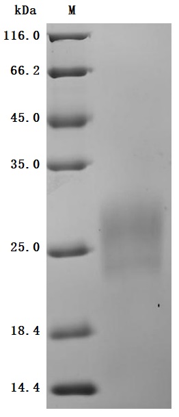 CSB-MP009438HU1d7
