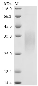 CSB-MP009514MO1 SDS