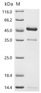 CSB-MP015057HU(A4)