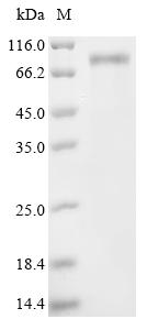 CSB-MP021002HU