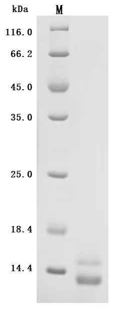 CSB-MP756966HU