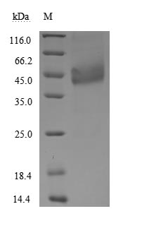 CSB-MP853495HU1
