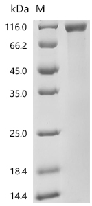 CSB-MP882181HUd7