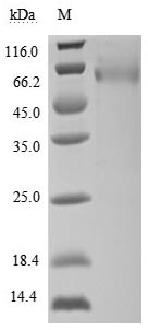 CSB-MP887177HU