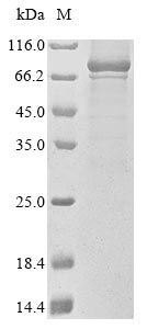 CSB-MP890937HU