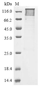 CSB-MP896493HU