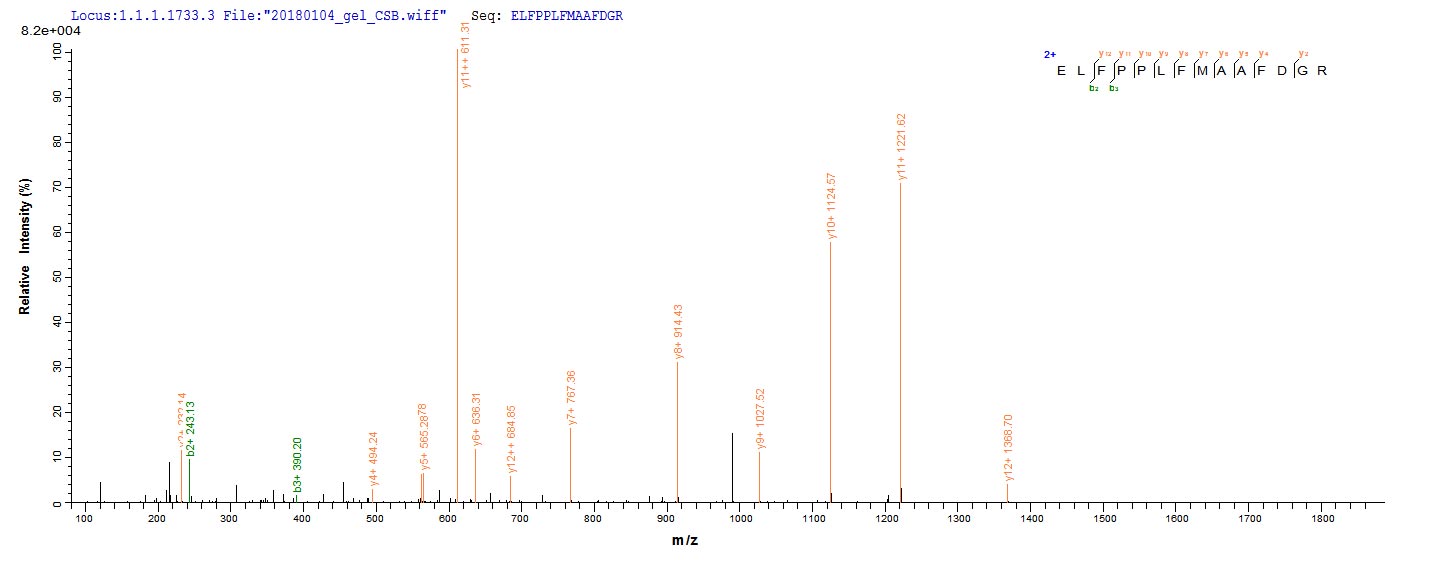 CSB-YP018603HU
