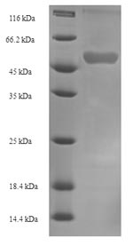 CSB-EP008575HU