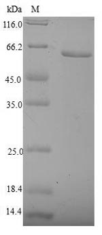 CSB-EP016058HU