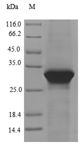 CSB-EP801252HU