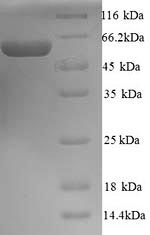 CSB-YP018603HU