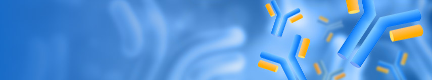 DT3C，抗體內化效率評估的新工具