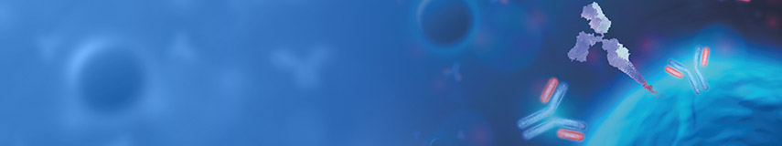 DXD Monoclonal Antibody-新一代ADC藥代動力學（PK）分析工具