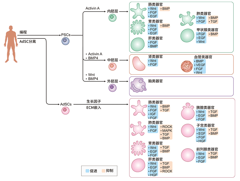 人源PSC和AdSC分化為類器官的過(guò)程