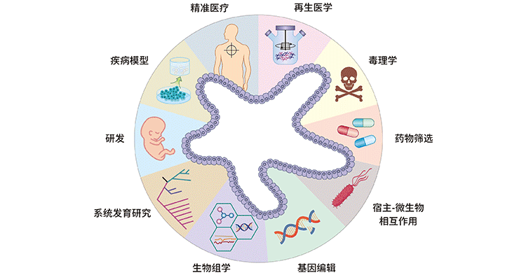 類器官技術的多樣化應用